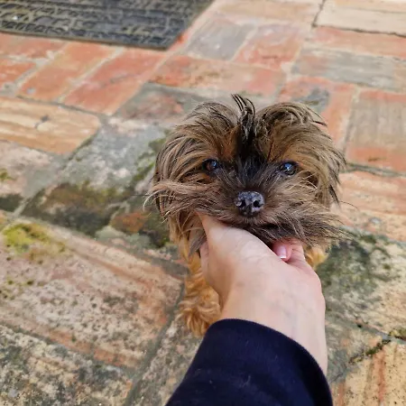 Paulo's 104 公寓 *